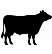 Beef